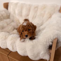 Girl 3 - Red  female Goldendoodle puppy in North Royalton, Ohio from Johnson's Doodles