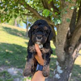 Jet - Black white and tan male Cockapoo puppy in Albany, Kentucky from Windy Pines Farm