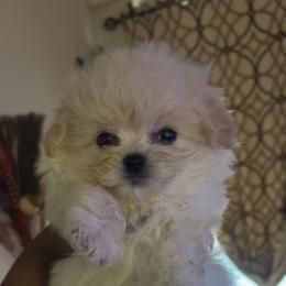 Kanto - White male Maltipoo puppy in Long Island, New York from Minipaws kennel