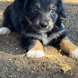 Song - Black and tan female Corgipoo puppy in Longmont, Colorado from Colorado Miniature Bernedoodle Puppies