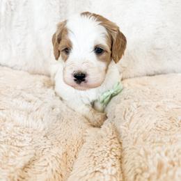 Boy 3 - male Bernedoodle puppy in Kamas, Utah from A + E Farms