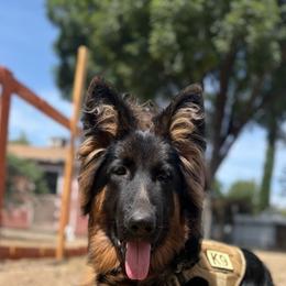 German Shepherd Puppies from Von Gonzalez Kennel
