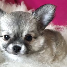 Missy - Black sabled fawn female Chihuahua puppy in Corpus Christi, Texas from Doubletake Chihuahuas