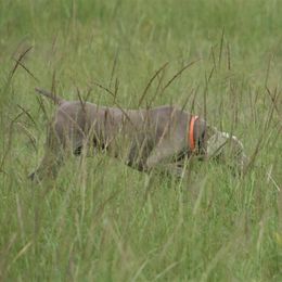Weimaraners from Apex Weimaraners