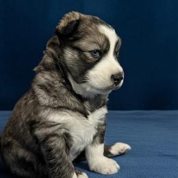 Cookie - Agouti and white female Siberian Husky puppy in Sherwood, Oregon from Whiskey River Siberians
