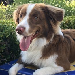 Miniature Australian Shepherds from Whispering Rose Australian Shepherds