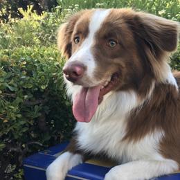 Miniature Australian Shepherds from Whispering Rose Australian Shepherds