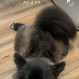 Pomeranian Puppies from Krazzy Pommys