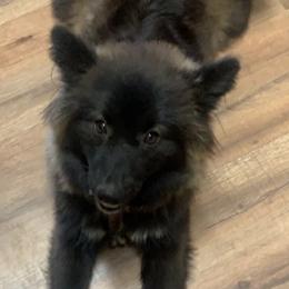 Pomeranian Puppies from Krazzy Pommys