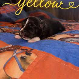 Yellow - Red tri female Miniature Australian Shepherd puppy in Arizona from Country Charm Mini Aussies