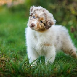 Australian Shepherd Puppies from Silverchip Aussies