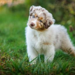 Australian Shepherd Puppies from Silverchip Aussies