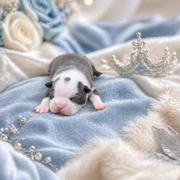 Blue Boy Dot - Blue male Boston Terrier puppy in San Antonio, Texas from JT Bostons