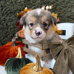 Graham - Sable male American Corgi puppy in Paxton, Illinois from McGovern Family Corgis