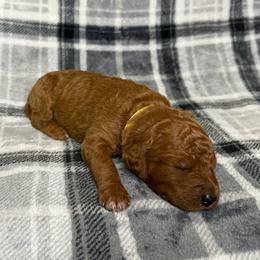 Yellow Collar Female - Apricot female Goldendoodle puppy in Pasadena, Texas from Knightsbane Standard Poodles