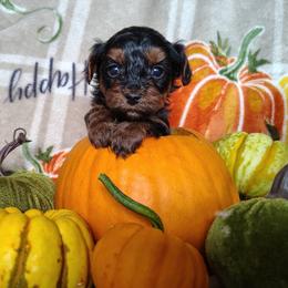 Girl 3 - female Yorkipoo puppy in Woodruff, Arizona from Desert Flower Breeders