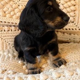 Spring Brook Star Of The Show - Black and cream female Dachshund puppy in New Ross, Indiana from Spring Brook Farms, LLC
