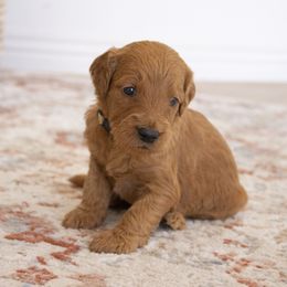 Goldendoodle, Irish Doodle, Labradoodle, and Poodle Puppies from Desert Doodles