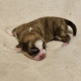 Lhasa Apso Puppies from Luv-N-Laughter Lhasa Apsos