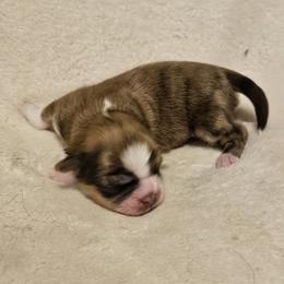 Lhasa Apso Puppies from Luv-N-Laughter Lhasa Apsos