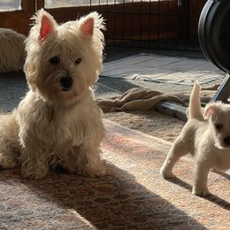 West Highland White Terrier Puppies from Westies of NC Highlands