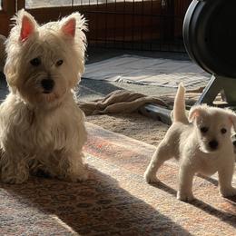 West Highland White Terrier Puppies from Westies of NC Highlands