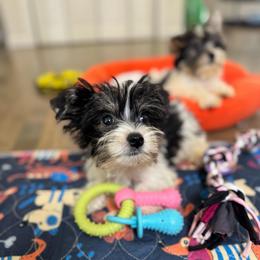 Green collar - Parti male Yorkshire Terrier puppy in Massachusetts from Happy Tail Yorkies and Maltese