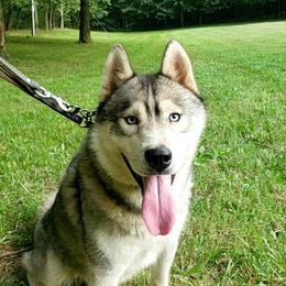 Ollie - Siberian Husky