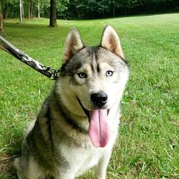 Ollie - Siberian Husky