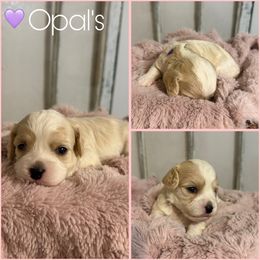 Girl 2 - Blenheim female Cavachon puppy in Smoot, Wyoming from Designer Mountain Mutts