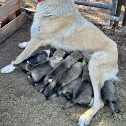 Anatolian Shepherd Dog, Komondor, and Newfoundland Puppies from Tatties Ranch