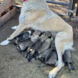 Anatolian Shepherd Dog, Komondor, and Newfoundland Puppies from Tatties Ranch
