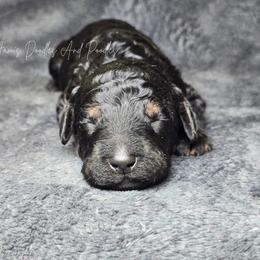 Prince - Phantom male Poodle puppy in Cleveland, Georgia from Jam's Doodles And Poodles