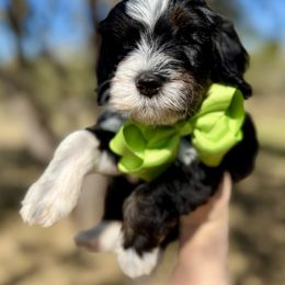 Pumpkin - Tri-color male Bernedoodle puppy in Bastrop, Texas from Sweet Pea Bernedoodles
