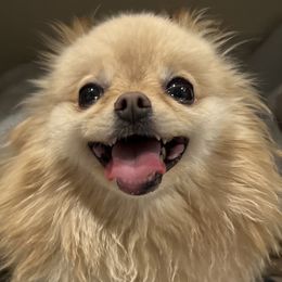Molly - Pomeranian