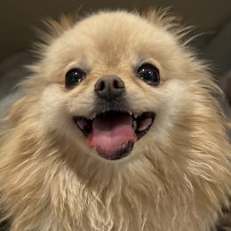 Molly - Pomeranian