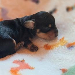 Fynn - Black and tan male Dachshund puppy in Rutherfordton, North Carolina from Ziva's Friends