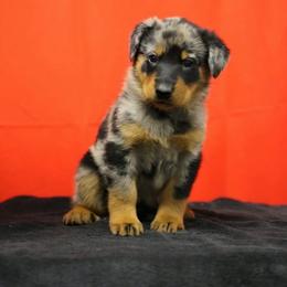 Purple - Harlequin female Beauceron puppy in Batavia, New York from Oakland Beaucerons