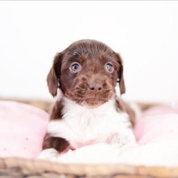 Cosmo -FULL AKC REGISTRATION- - Piebald female Dachshund puppy in Neosho, Missouri from Kenny Cave K9s