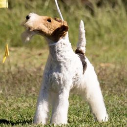 Wire Fox Terriers from Kaunala Wire Fox Terriers