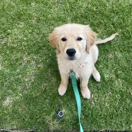 Golden Retriever Puppies from Goldens of Hope