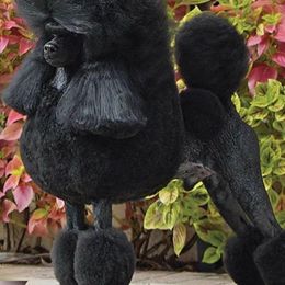 Poodles from Madness Kennels