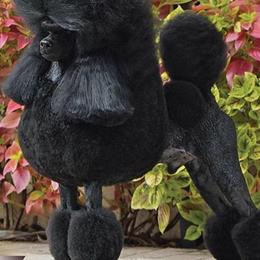 Poodles from Madness Kennels
