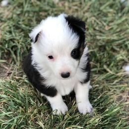 Miniature Australian Shepherds from Big Sky Critter Farm LLC