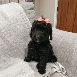 Emerald - Black and white female Aussiedoodle puppy in Tryon, North Carolina from Melrose Mountain Farm