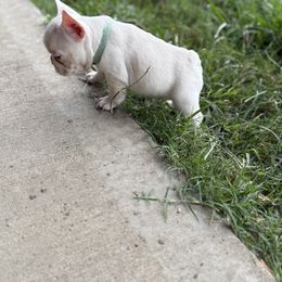 Ellis's Girl - White female French Bulldog puppy in Wann, Oklahoma from OG’s Frenchies