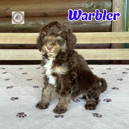 Warbler - Brown male Bernedoodle puppy in Banner Elk, North Carolina from Walnut Tree Bernedoodles
