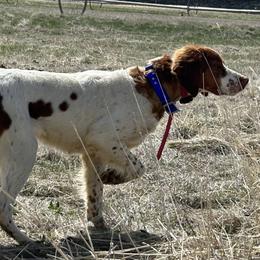 Lettie - Brittany