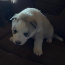 Girl 2 - Silver - Sable and white female Siberian Husky puppy in Independence, Wisconsin from Hito's Huskies