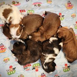 Shih Tzu puppies from Ducky's Doodles